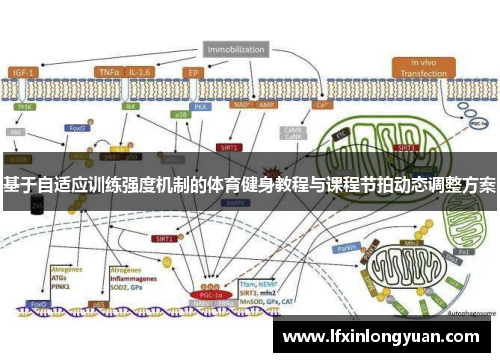 基于自适应训练强度机制的体育健身教程与课程节拍动态调整方案